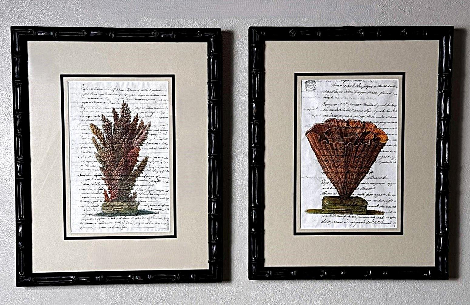 Autre Paire de cadres en faux bambou avec impressions de coquillages italiens anciennes et texte non traduit. en vente