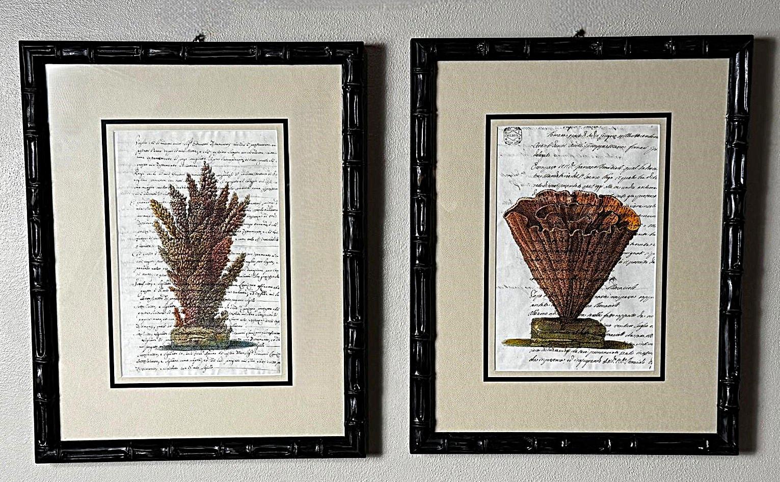 Fait main Paire de cadres en faux bambou avec impressions de coquillages italiens anciennes et texte non traduit. en vente