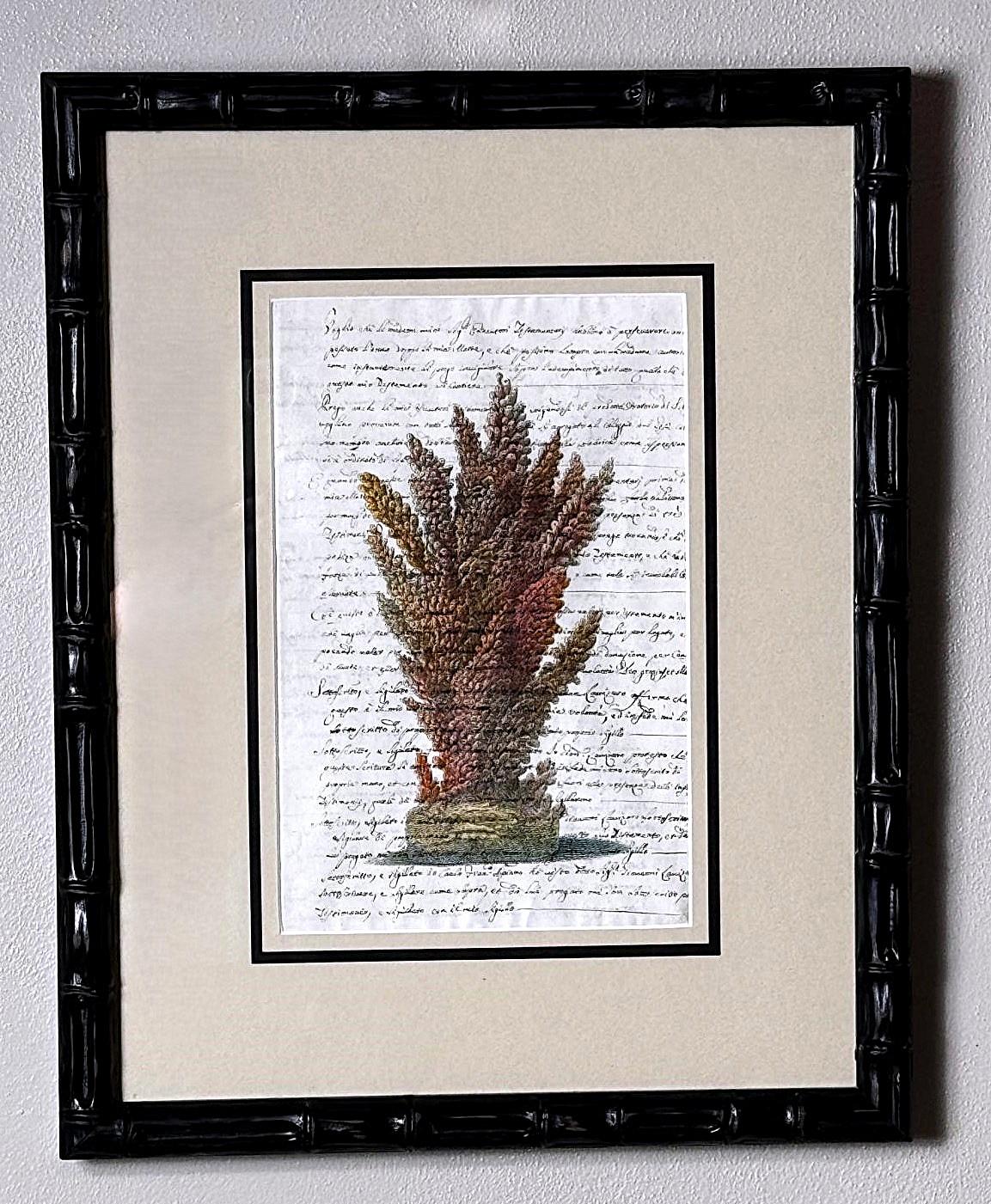 Paire de cadres en faux bambou avec impressions de coquillages italiens anciennes et texte non traduit. Bon état - En vente à Prato, Tuscany