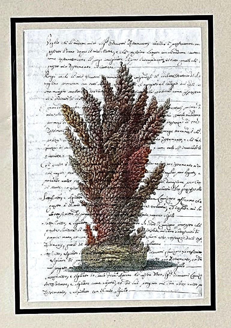 XVIIIe siècle Paire de cadres en faux bambou avec impressions de coquillages italiens anciennes et texte non traduit. en vente