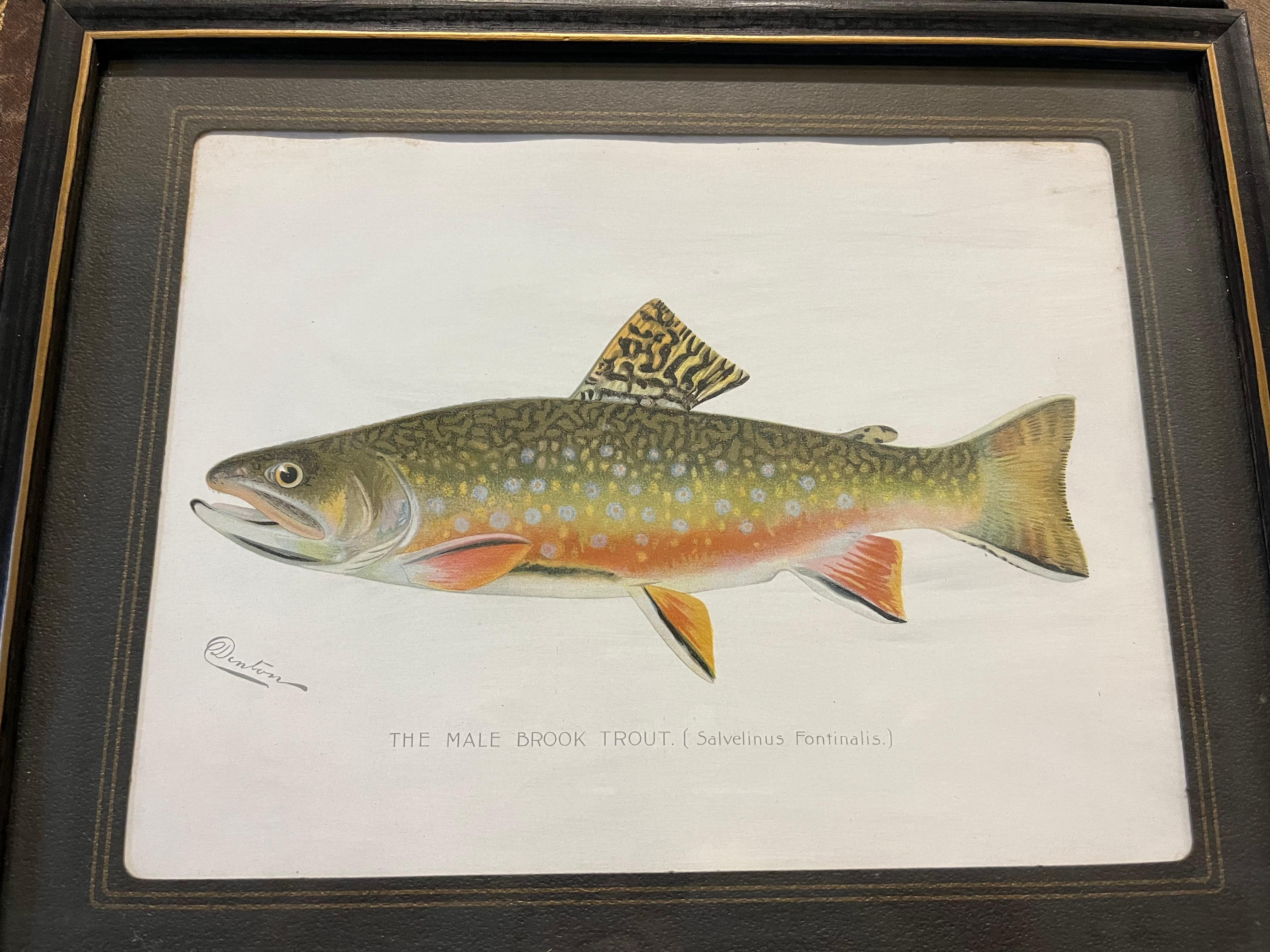 A pair of original lithographs of lake fish by Sherman Foote Denton, circa 1895-1900. Matted and framed under glass. Each is signed Denton in the plate, lower left. 