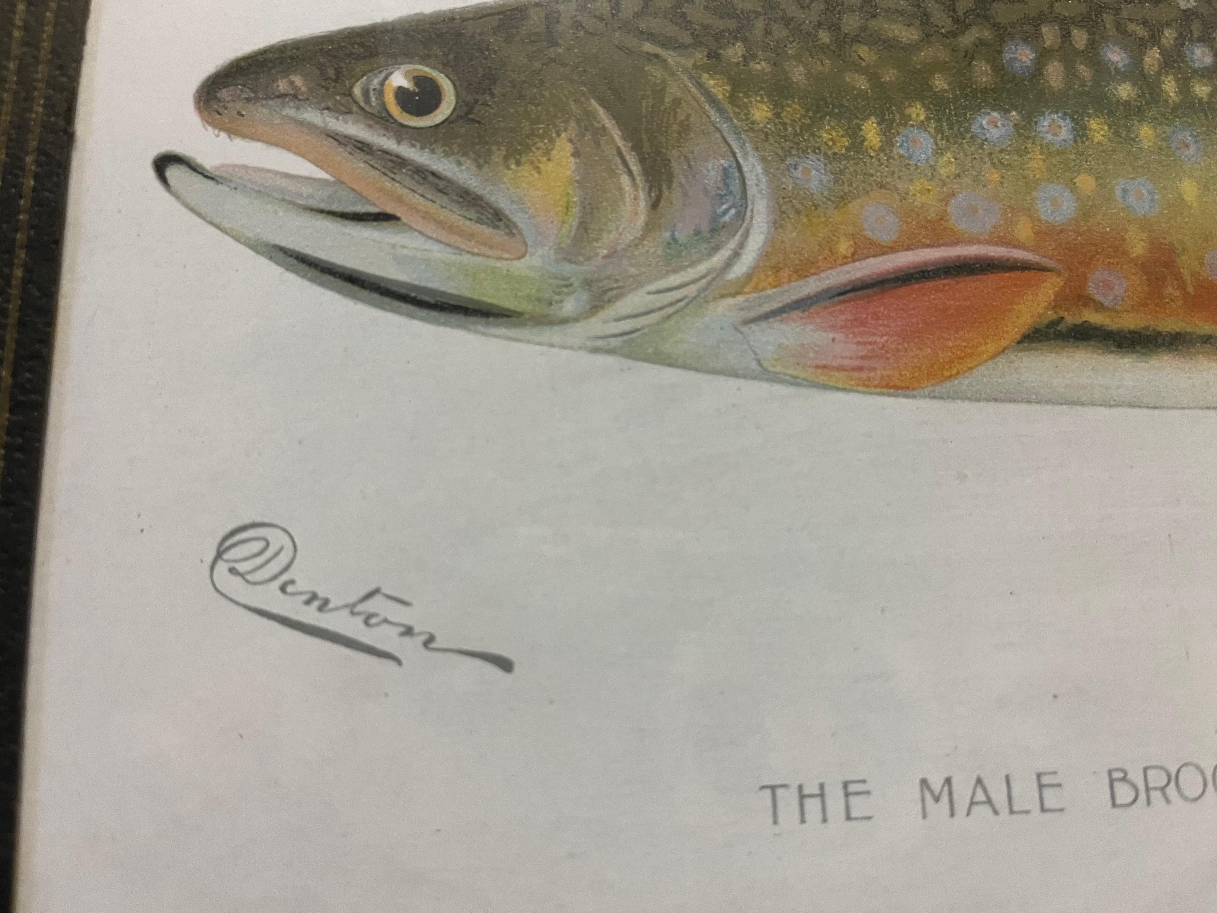 American Pair of Fish Prints by S.F. Denton