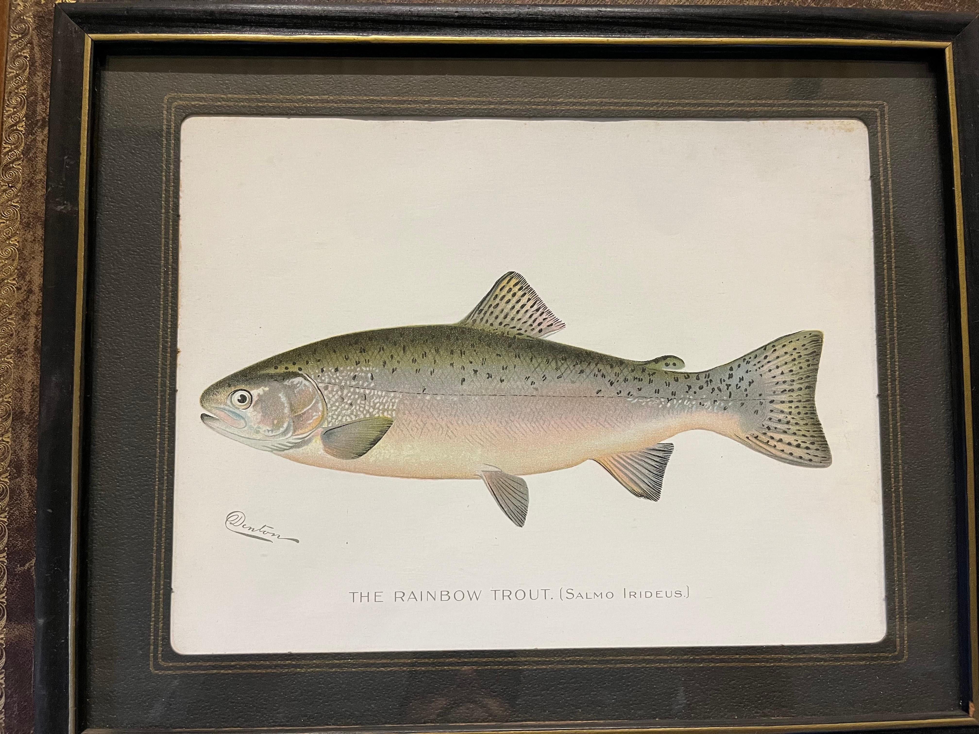 20th Century Pair of Fish Prints by S.F. Denton