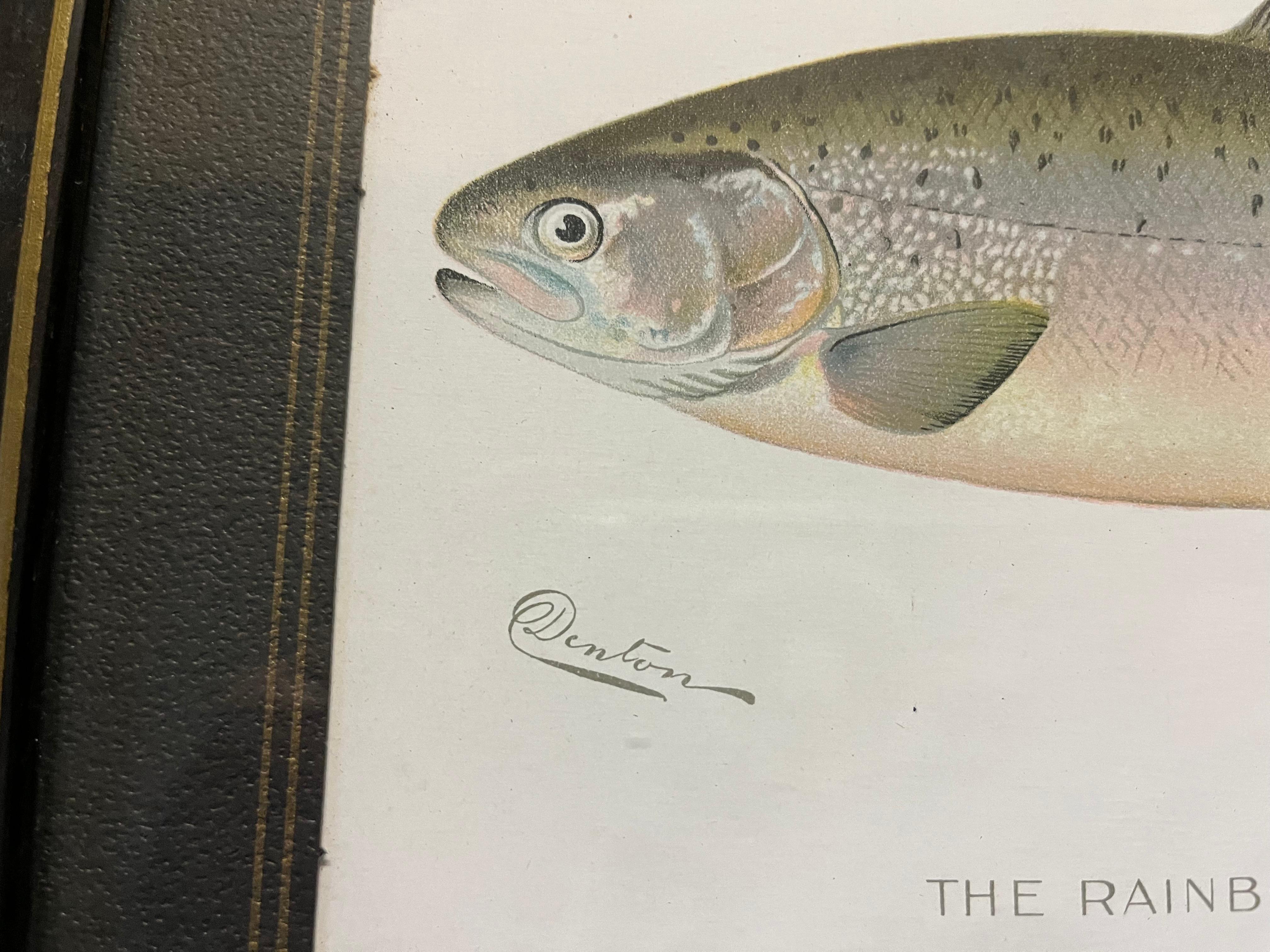 Pair of Fish Prints by S.F. Denton 1