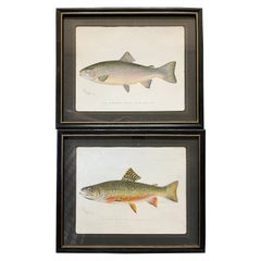 Pair of Fish Prints by S.F. Denton
