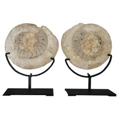 Pair of Fossilized Ammonites on Iron Stand  