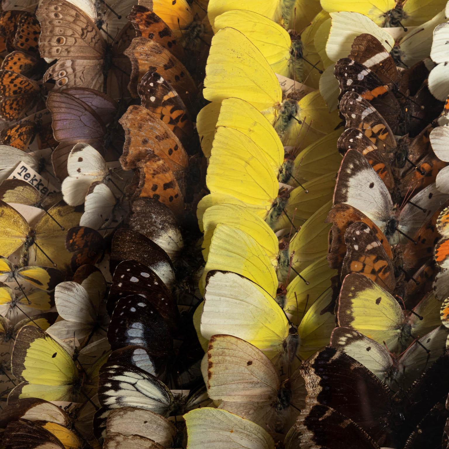 Collection de papillons rassemblée par le professeur Ivo Klik à l'université de Tufts:: vers les années 1970. Chaque mallette contient environ 300 spécimens collectés entre les années 1960 et 1980:: tous munis d'étiquettes de données. Chaque cas est