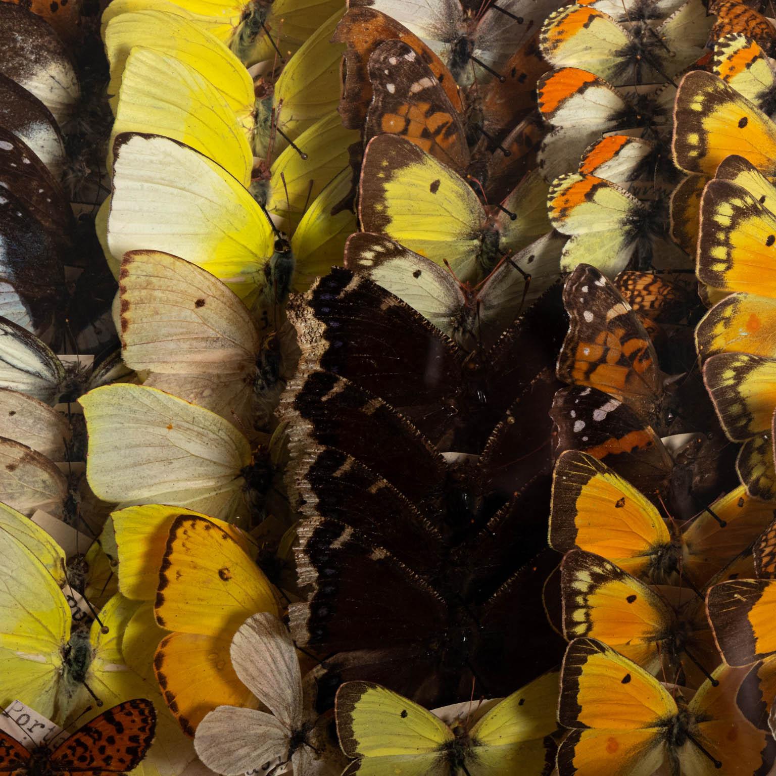 Paire de collections de papillons encadrées du 20ème siècle Bon état à Stamford, CT