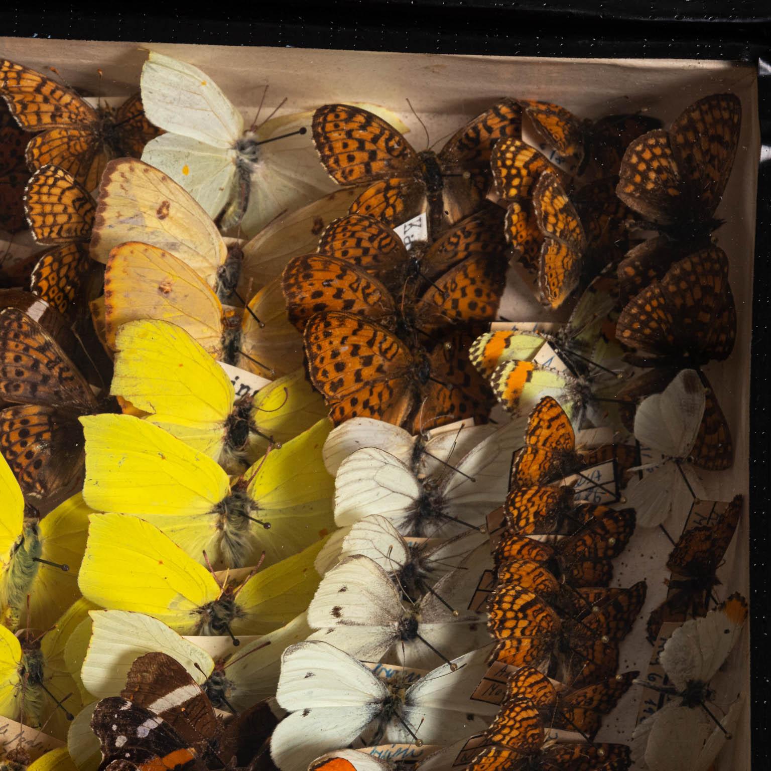 Fin du 20e siècle Paire de collections de papillons encadrées du 20ème siècle