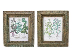 Paire d'estampes botaniques encadrées de Basilius Besler, première édition du 17e siècle