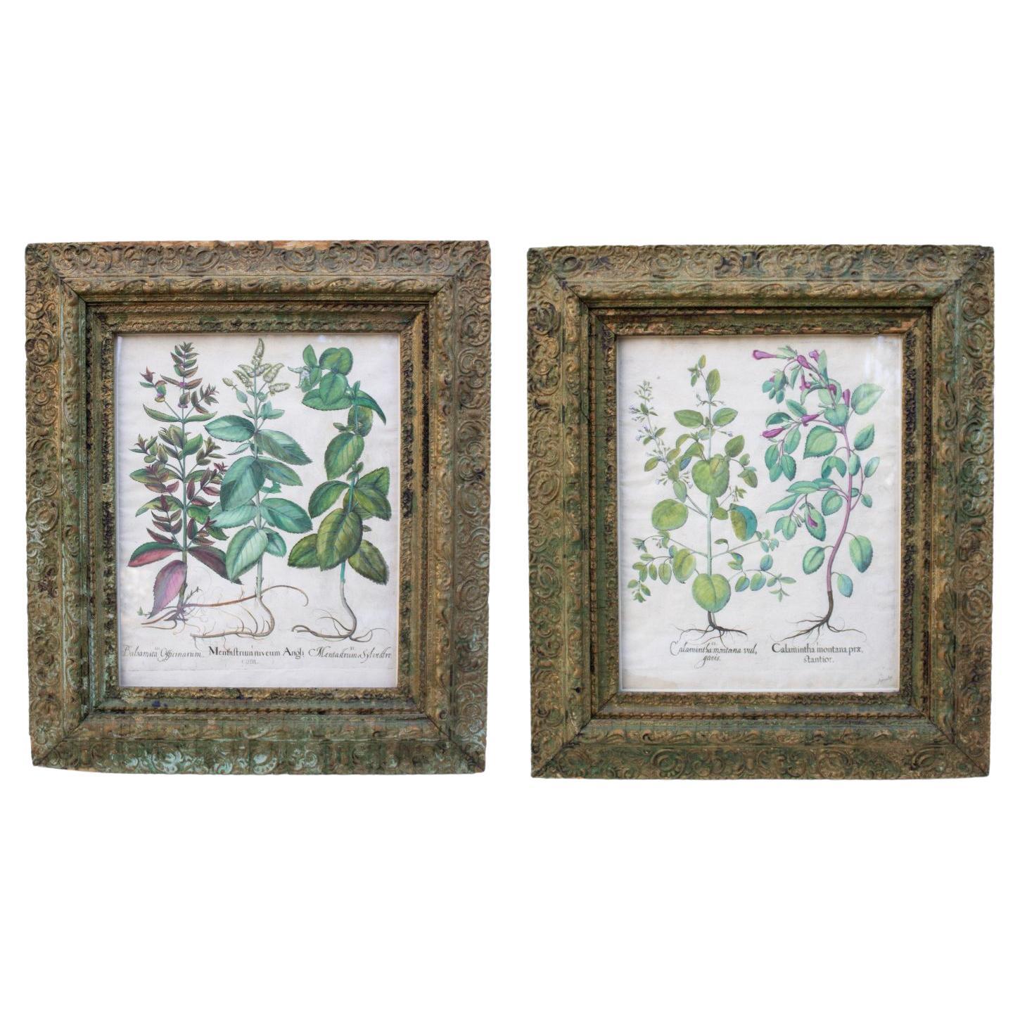 Pair of Framed Basilius Besler 17th Century First Edition Botanical Prints