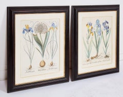 Pareja de láminas Besler Iris enmarcadas