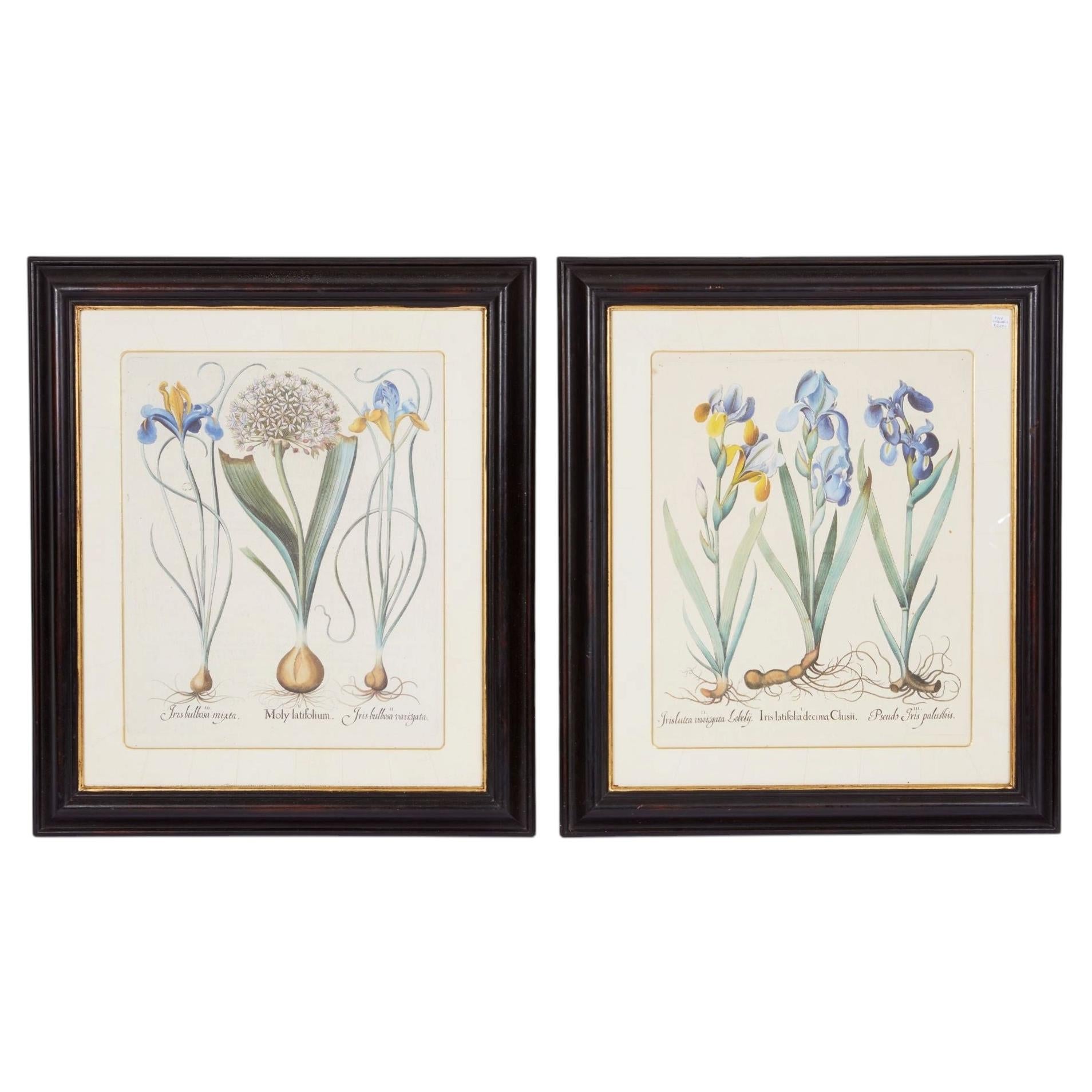 Pair of Framed Besler Iris Prints For Sale