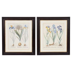 Pareja de láminas Besler Iris enmarcadas