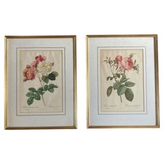 Pair of framed botanical prints by French floral Pierre Joseph Redoute 1759–1824