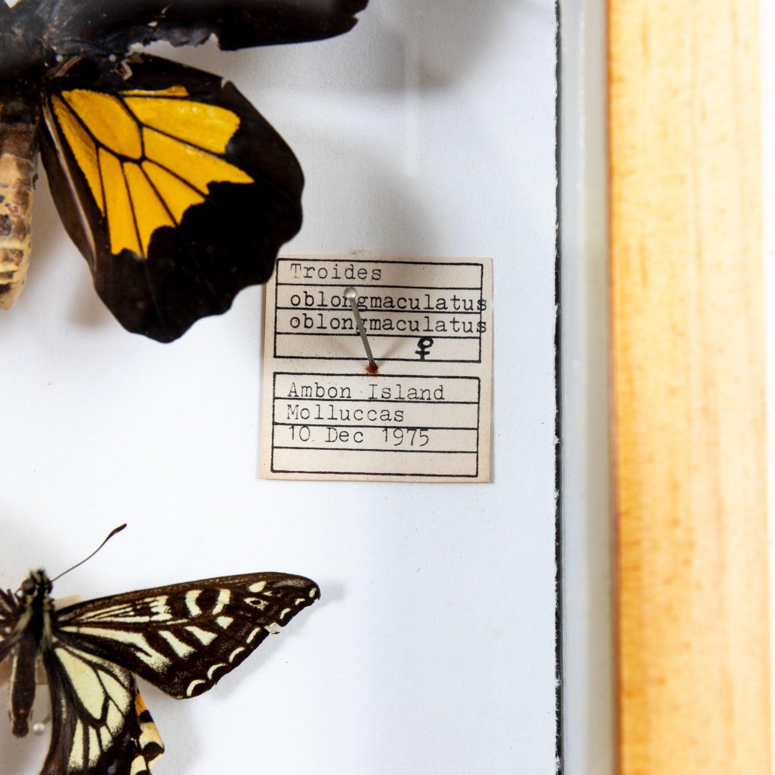 Pair of Framed Butterfly Boxes For Sale at 1stDibs