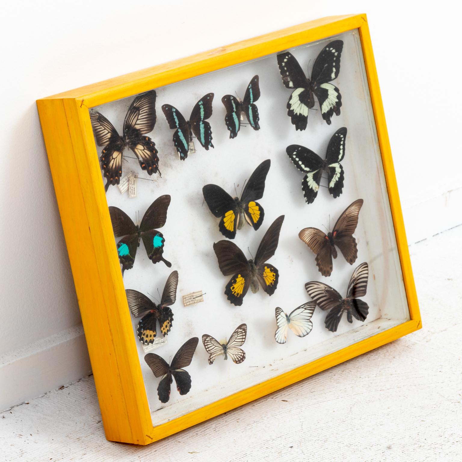 Circa 1970-1980s pair of butterfly boxes in glass fronted Cornell boxes. The pieces were collected in Ecuador by Professor Ivo Klik of Tuft University. All specimens are pin mounted with data tags: blues, coppers ,hairstreaks, and satyrs. Please