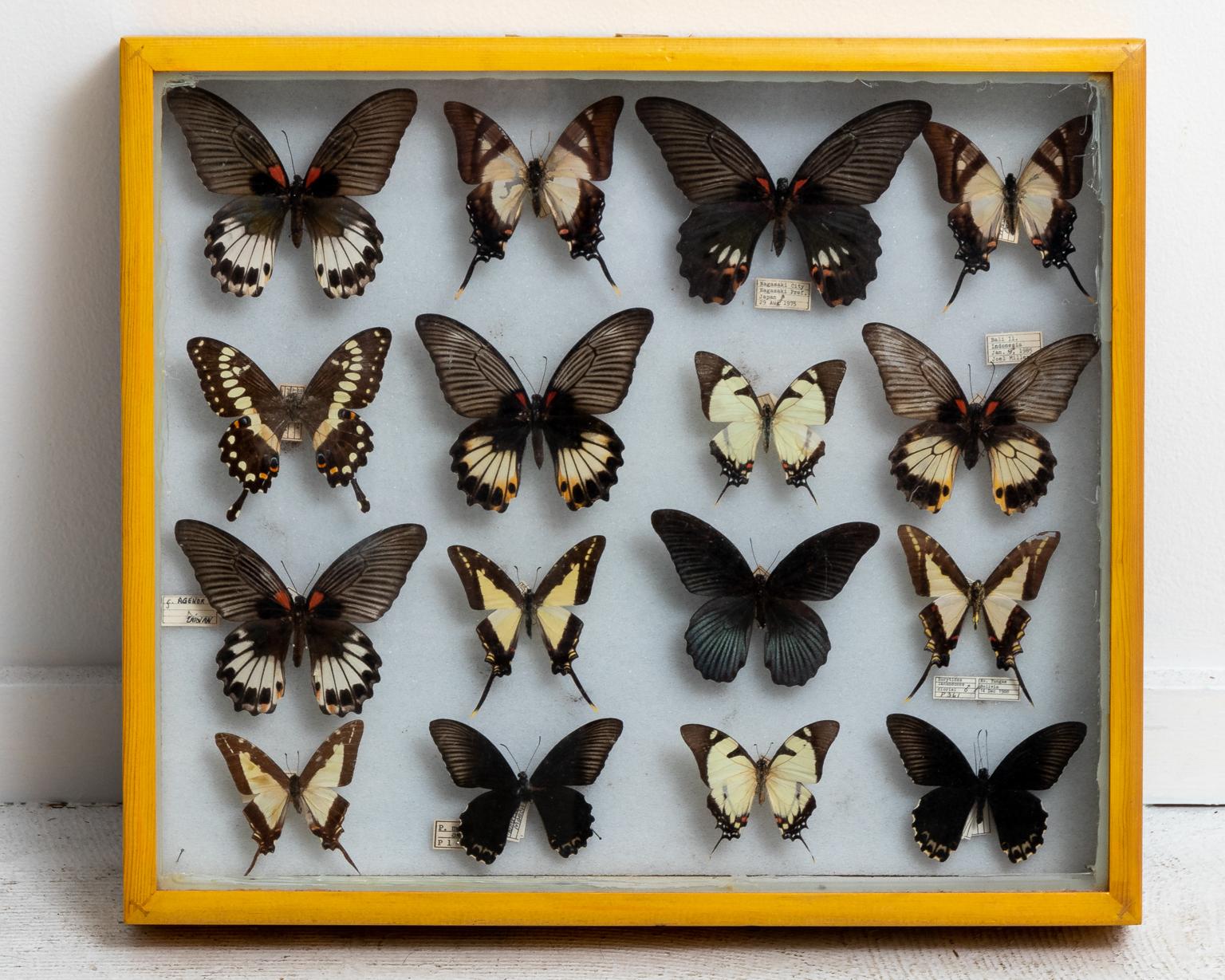American Pair of Framed Butterfly Boxes