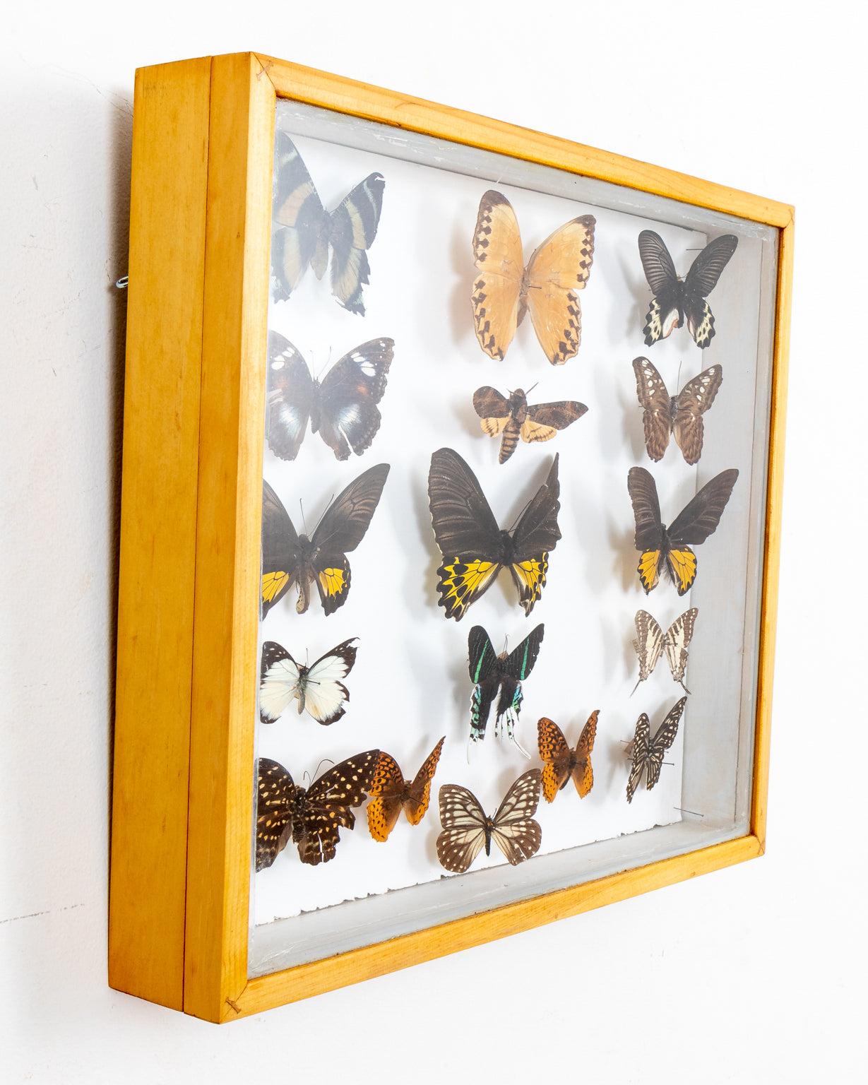 Pair of Framed Butterfly Boxes For Sale at 1stDibs