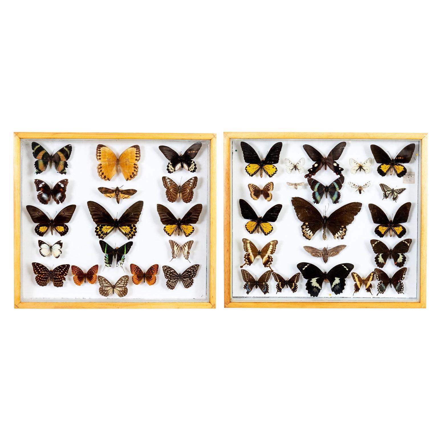 Butterfly Box For Sale at 1stDibs