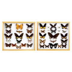 Pair of Framed Butterfly Boxes