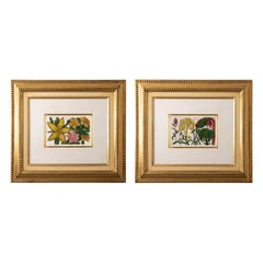 Pair of Framed Hand Colored Botanical Engravings by Filippo Area