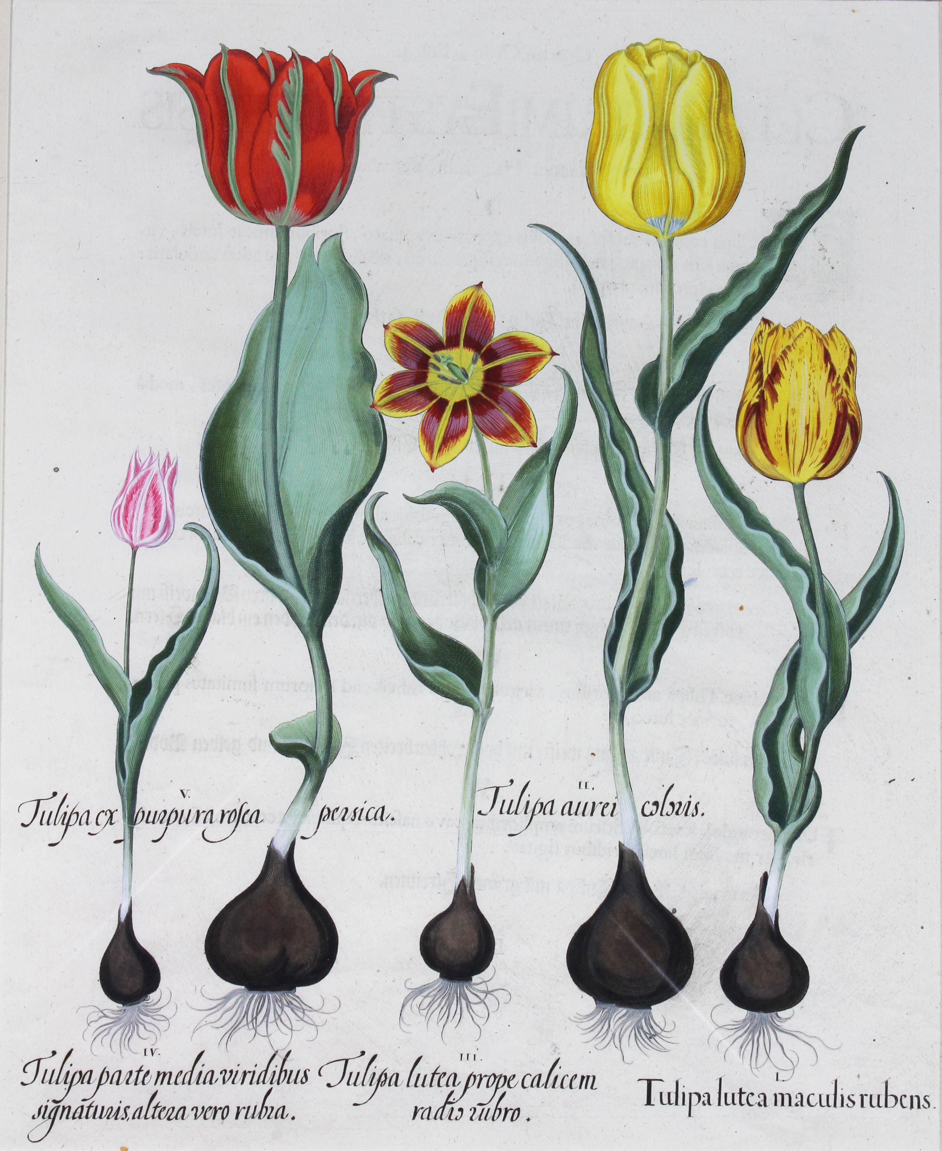 Each with crisp vivid colors of the most desirable tulip series.
