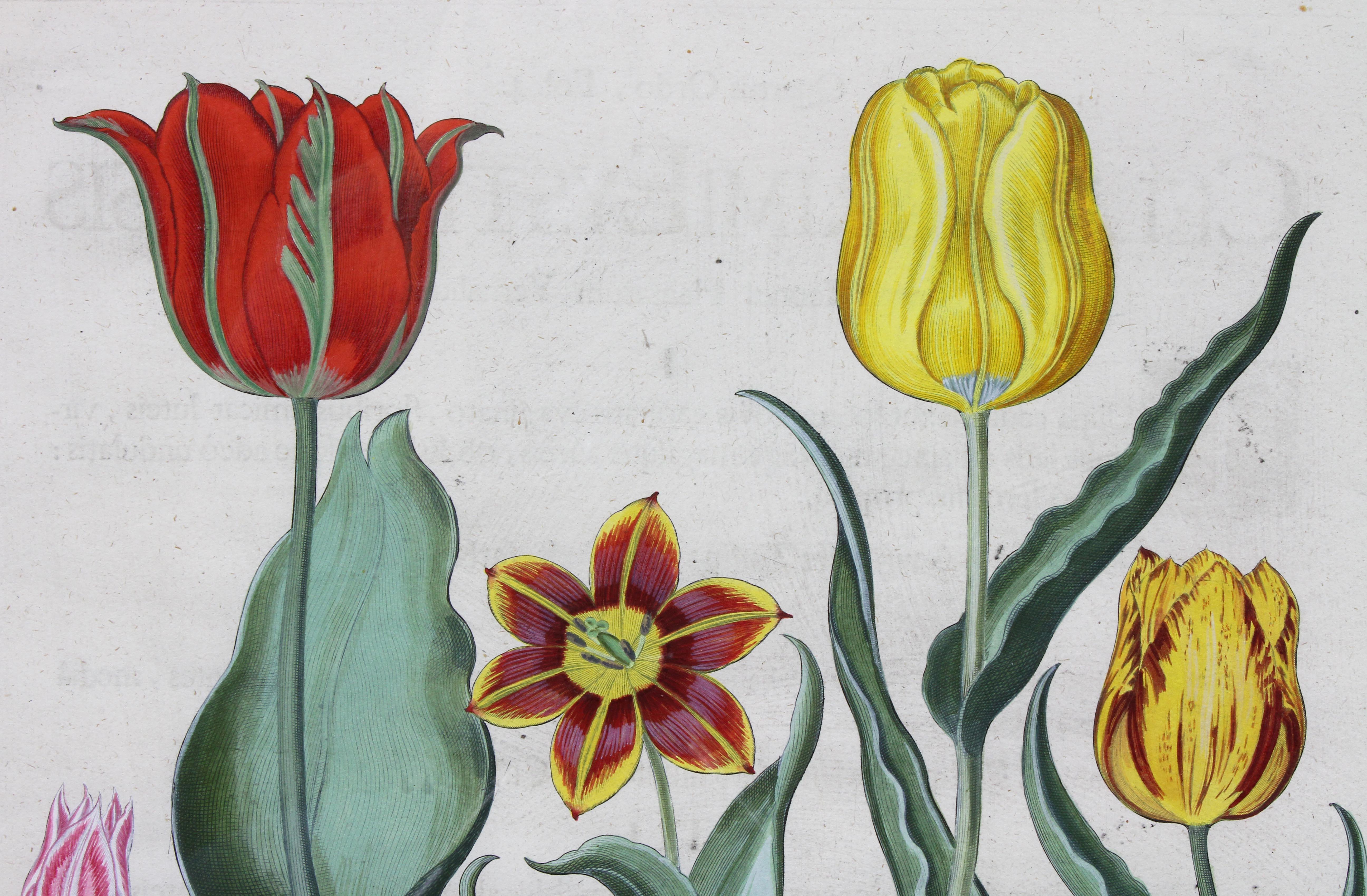 European Pair of Framed Hand Colored Engravings of Tulips by Basilius Besler For Sale