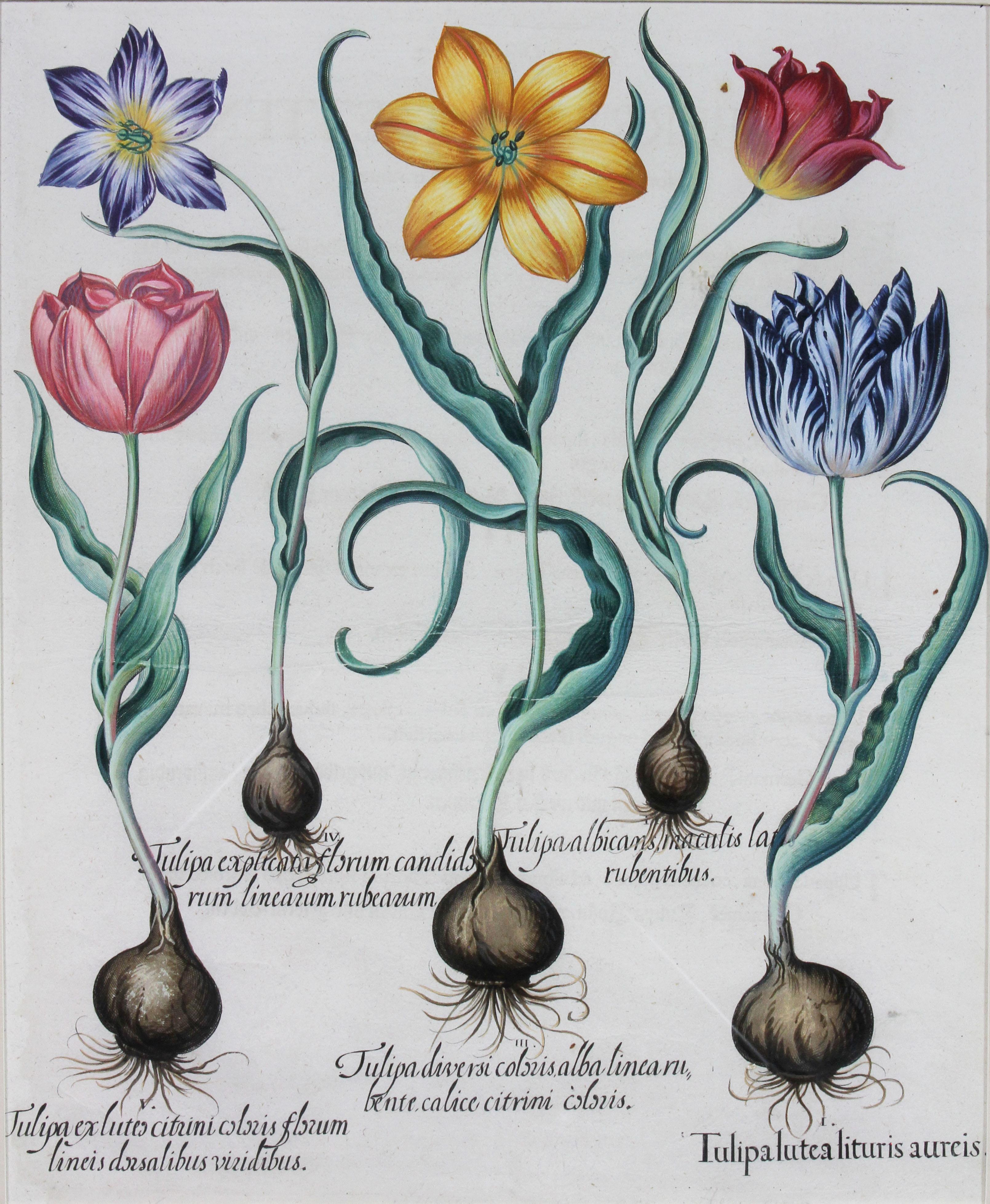 Pair of Framed Hand Colored Engravings of Tulips by Basilius Besler In Good Condition For Sale In Essex, MA