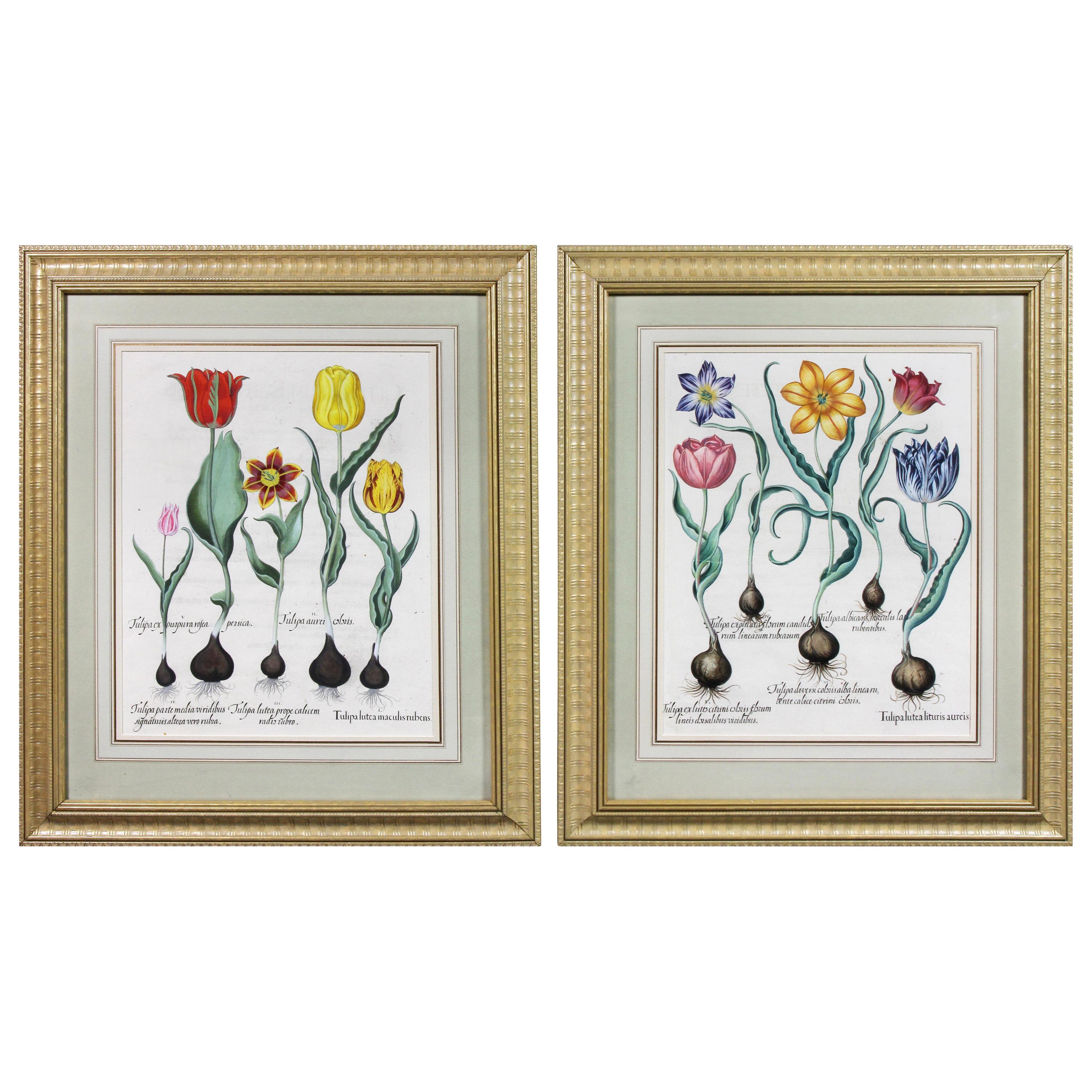 Pair of Framed Hand Colored Engravings of Tulips by Basilius Besler For Sale