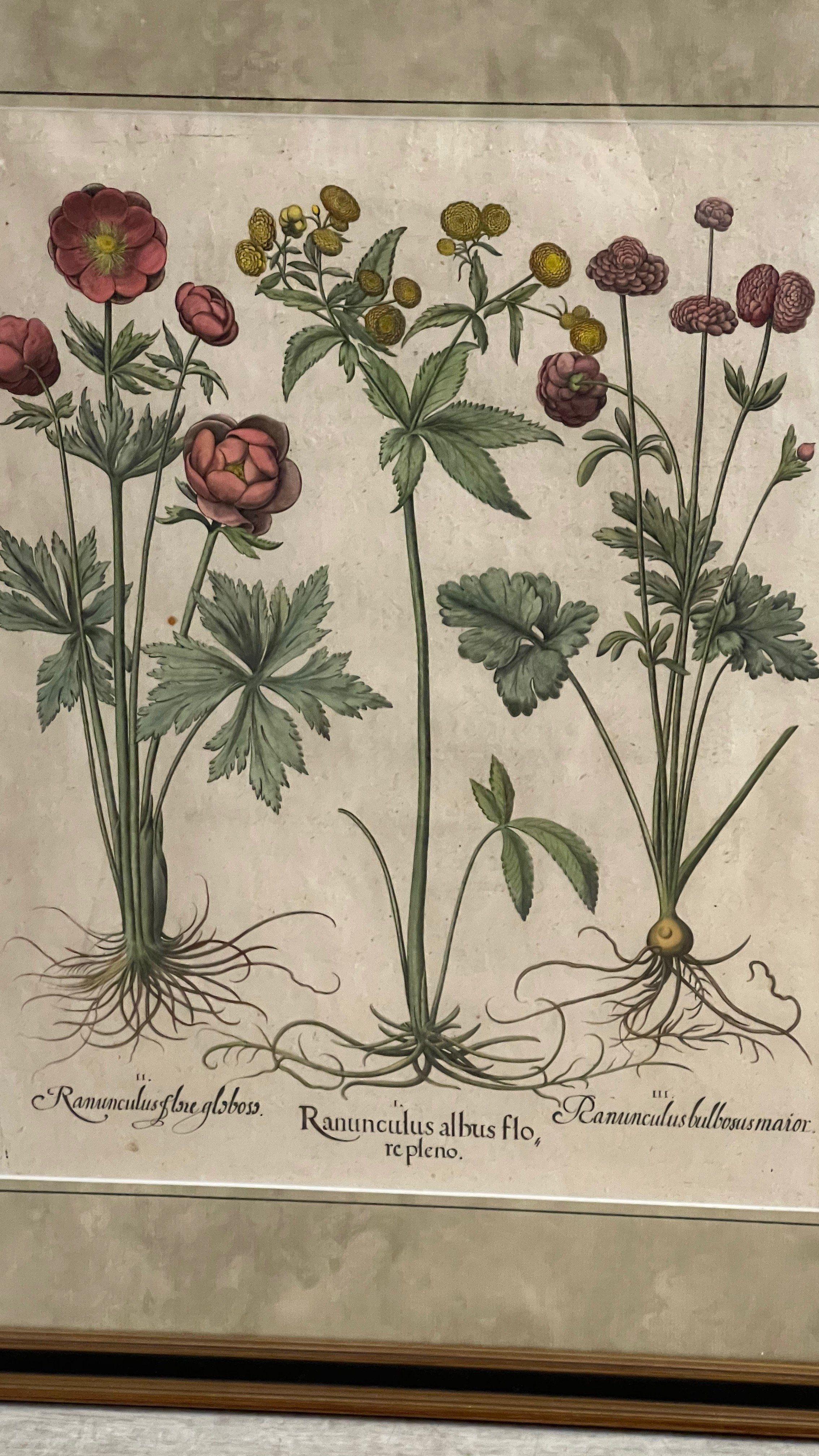 Pair of Framed, Hand Painted Botanical Engravings by Basilius Besler In Good Condition In Doylestown, PA