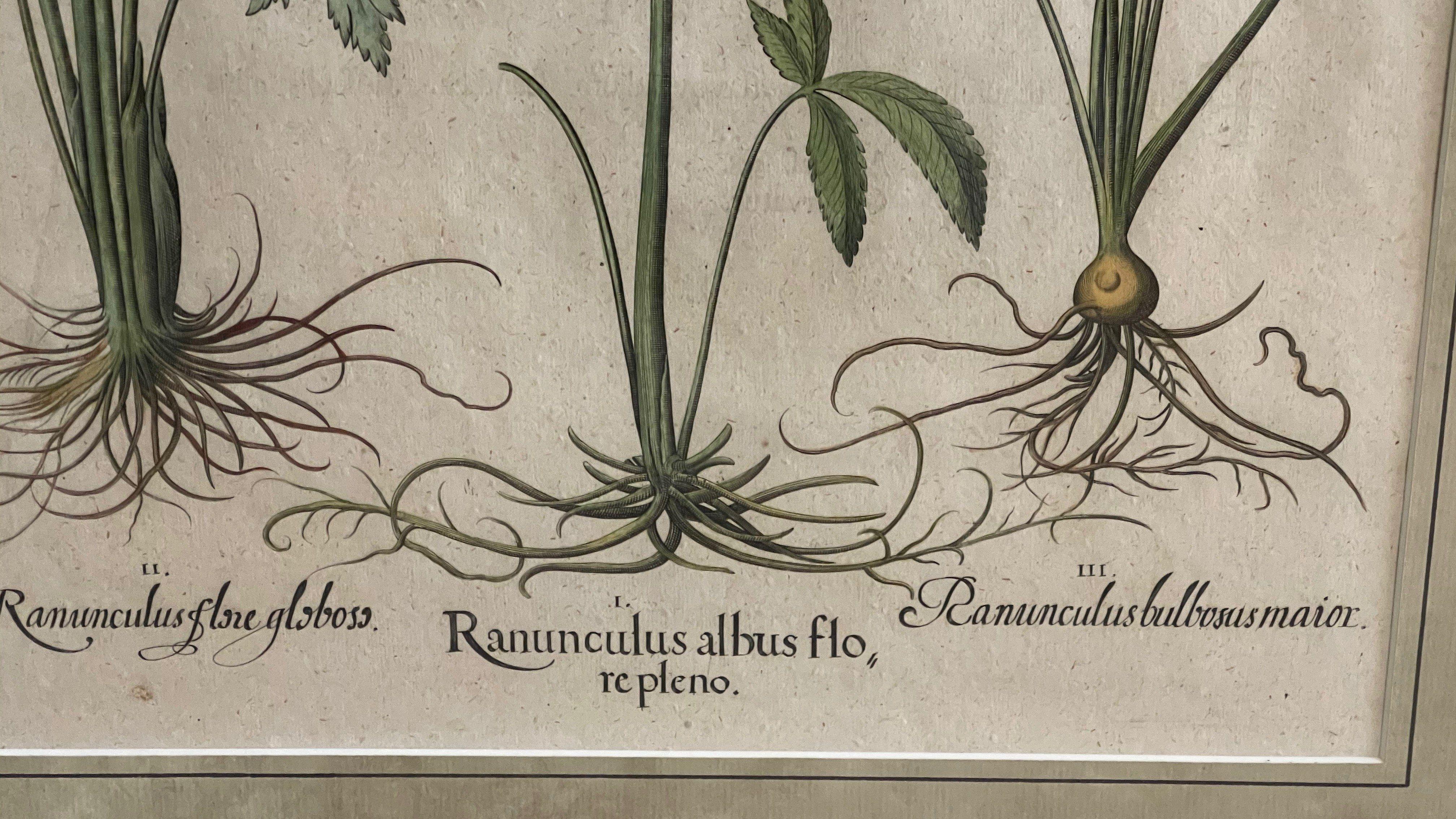 18th Century and Earlier Pair of Framed, Hand Painted Botanical Engravings by Basilius Besler