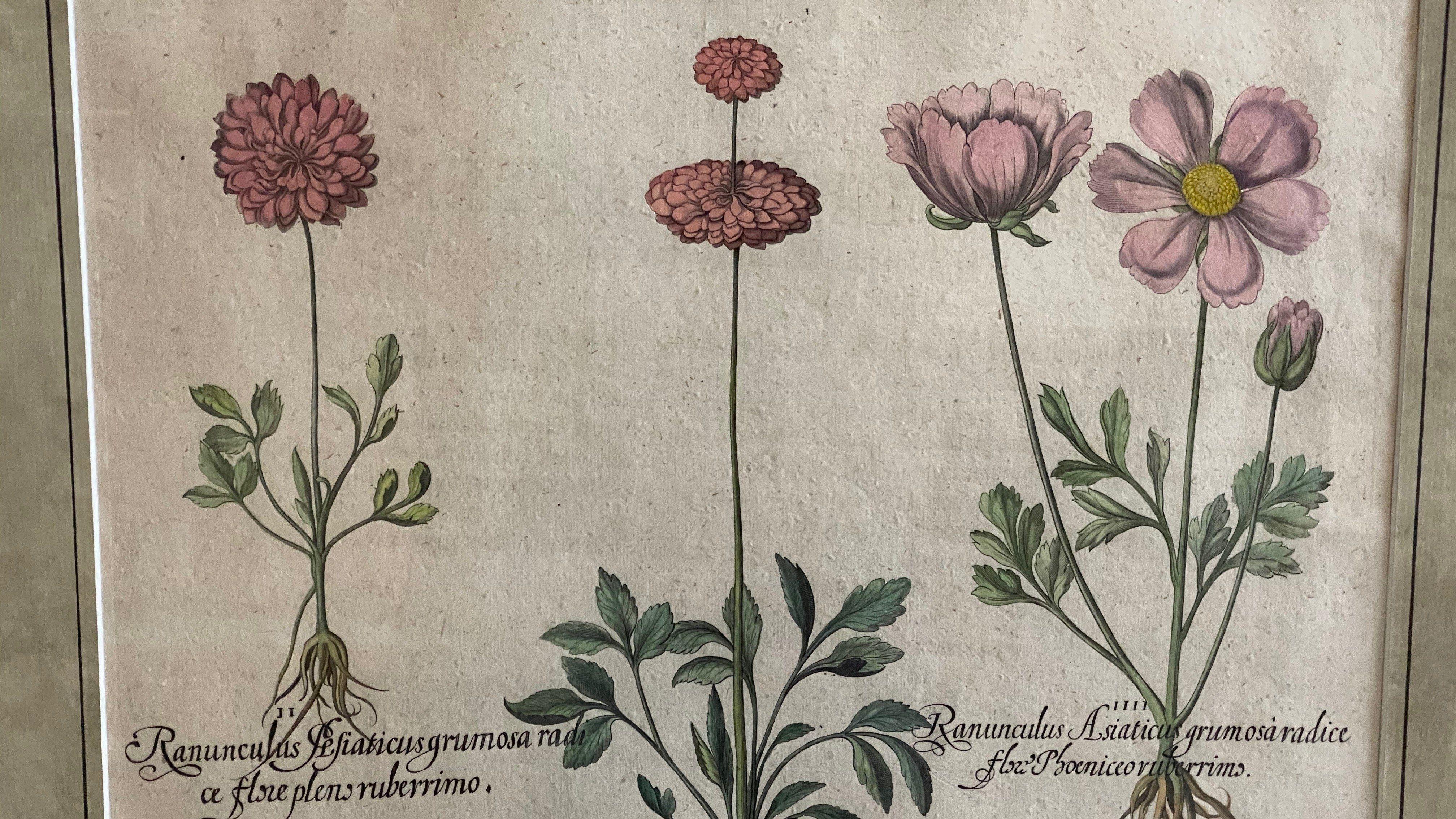 Pair of Framed, Hand Painted Botanical Engravings by Basilius Besler 2