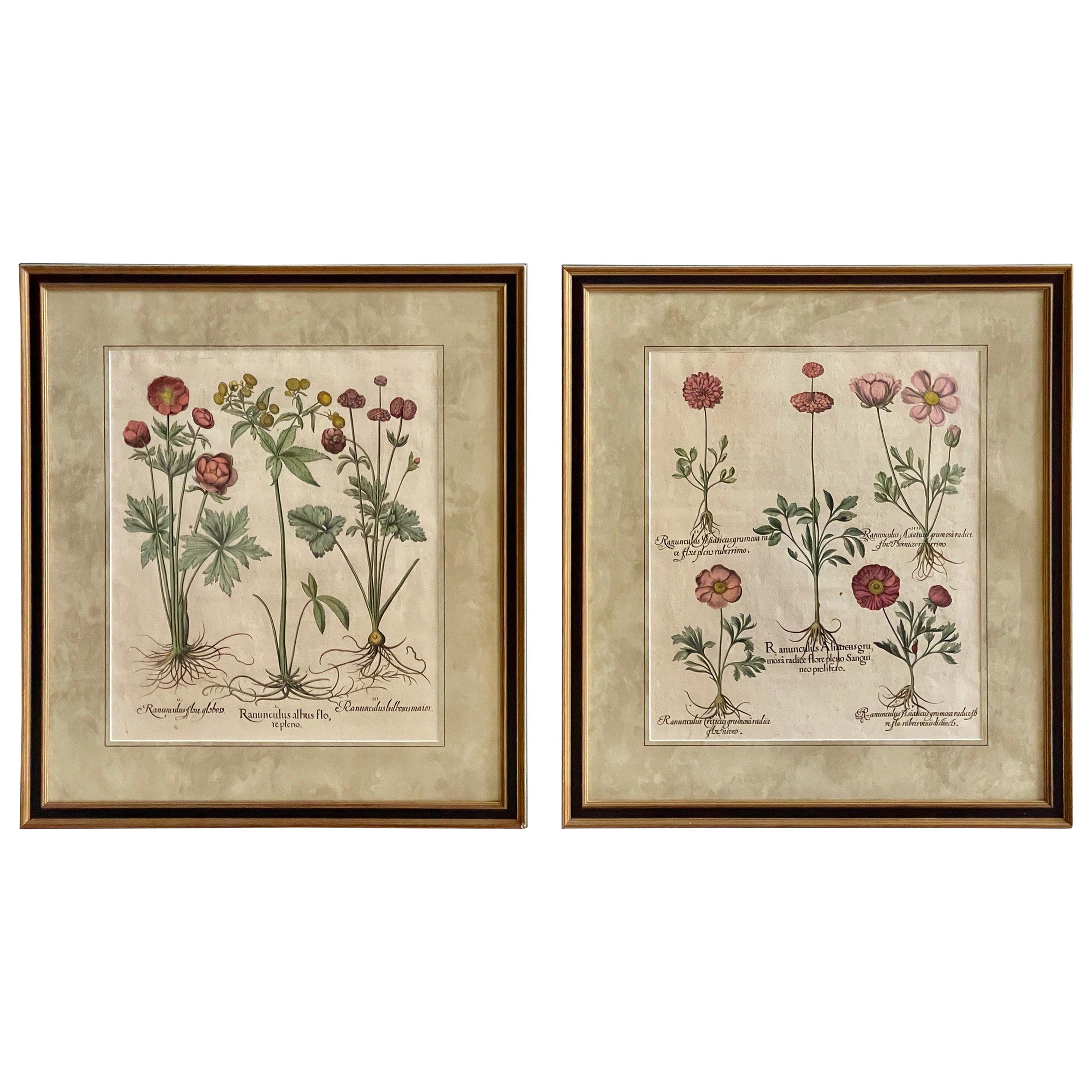 Pair of Framed, Hand Painted Botanical Engravings by Basilius Besler