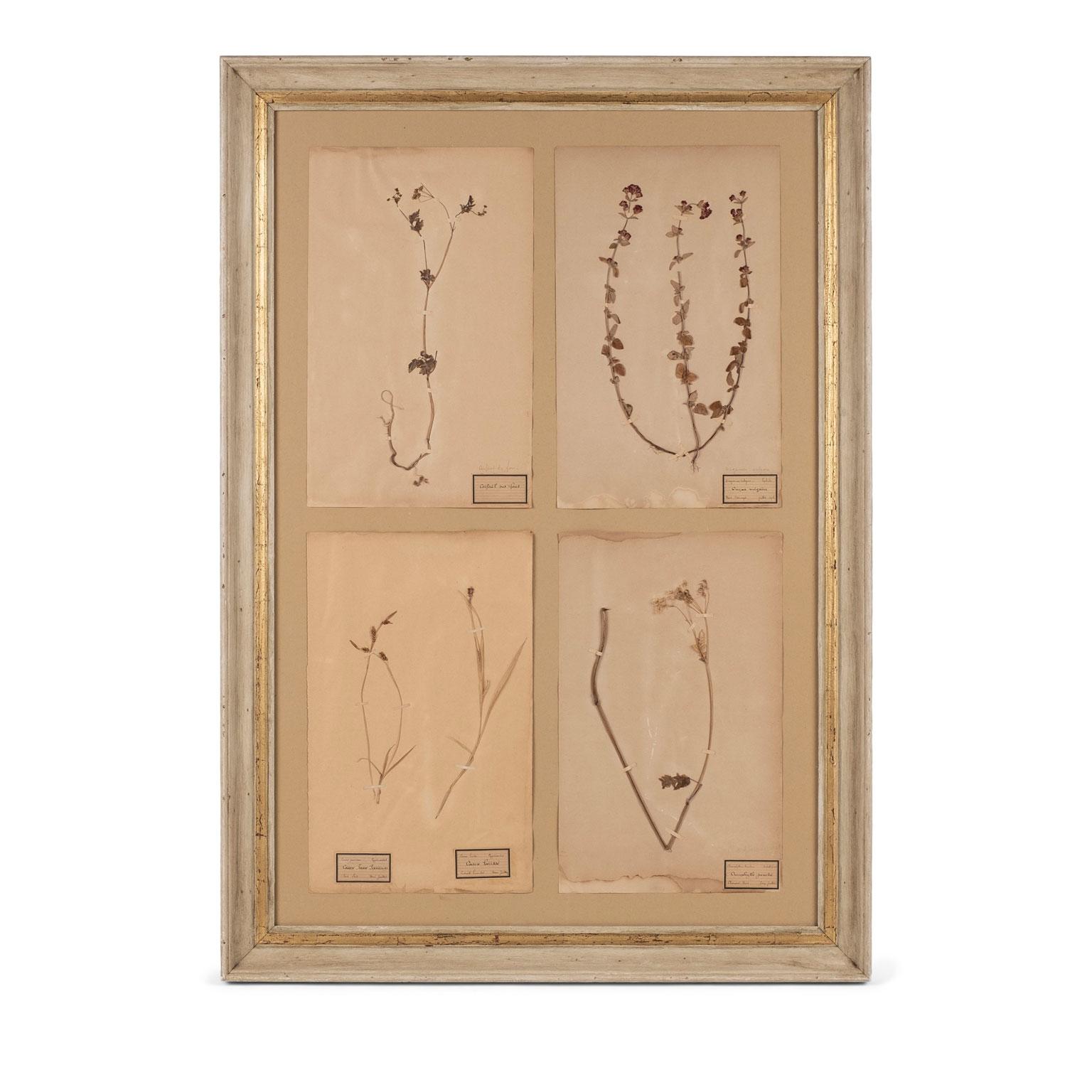 Pair of framed herbaria from the 19th century. Each herbarium unframed measures: 17.5 inches high x 11 inches wide. Each framed collection sold separately and priced $2,200 each.