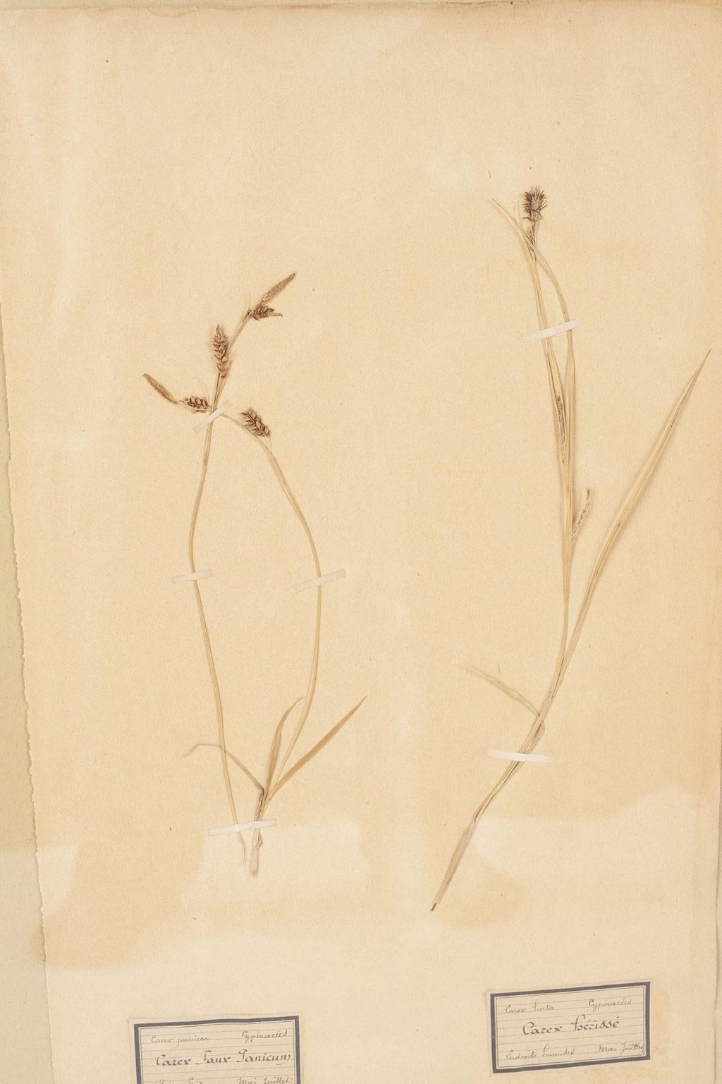 Glass Pair of Framed Herbaria