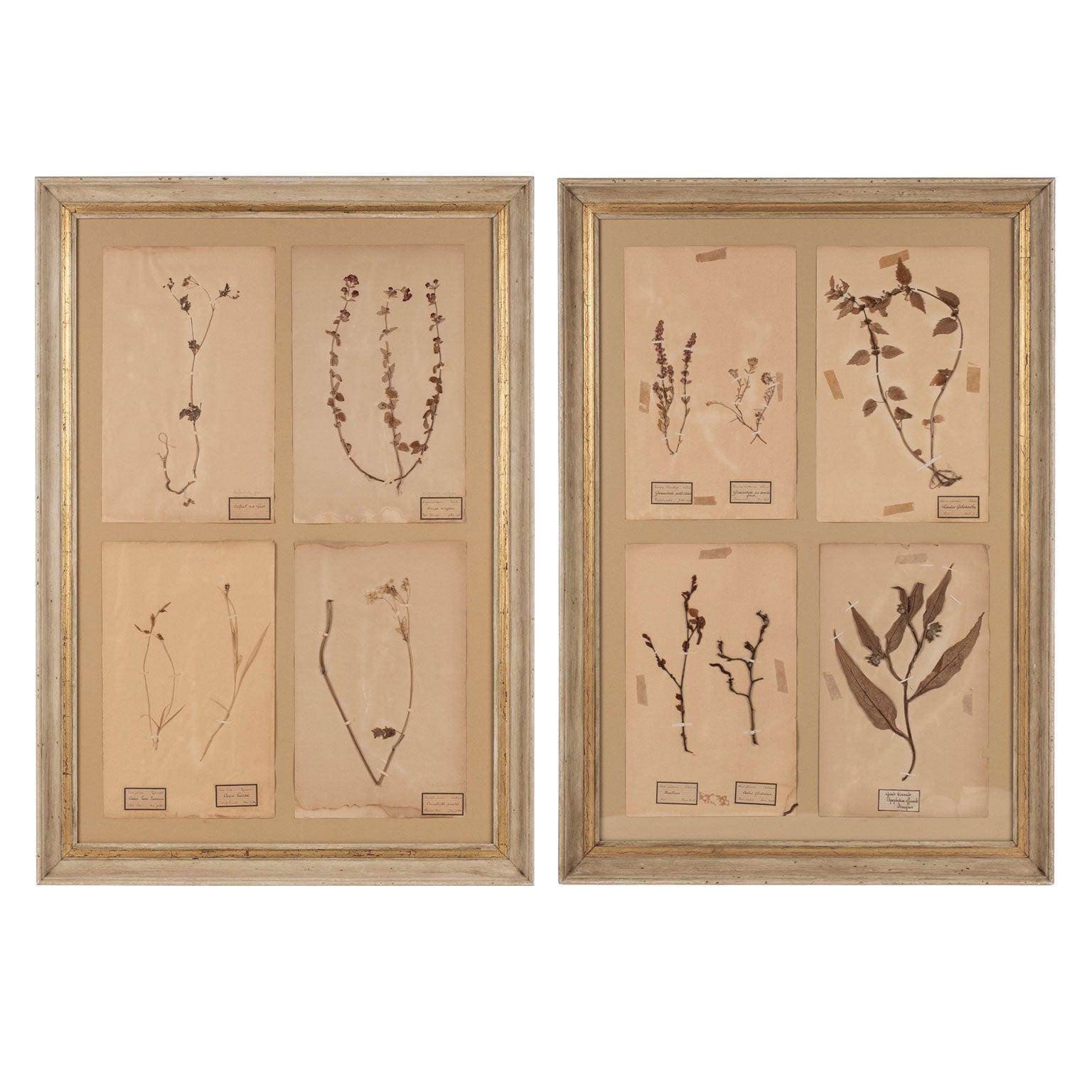 Pair of Framed Herbaria