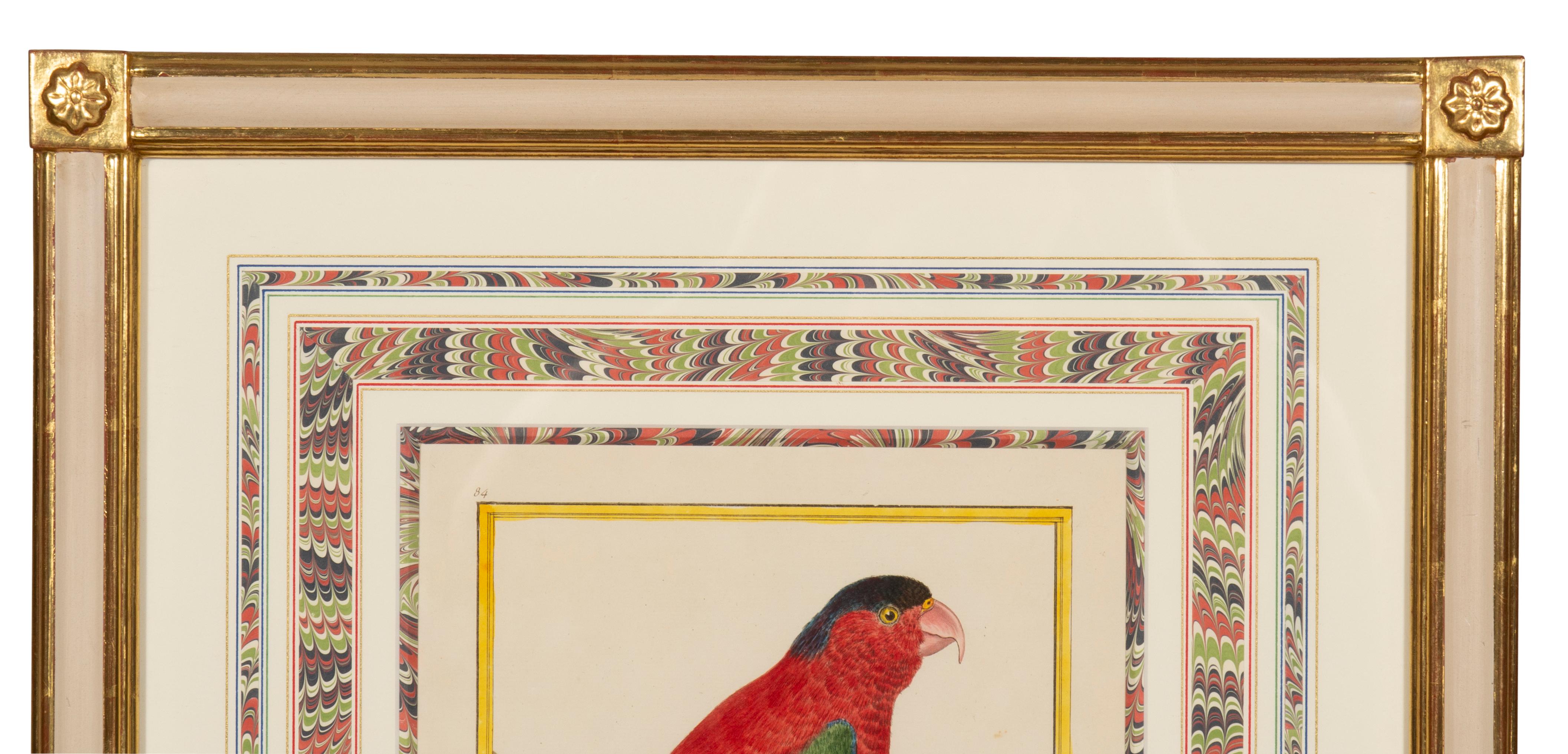Pair Of Framed Martinet Parrots For Sale 9