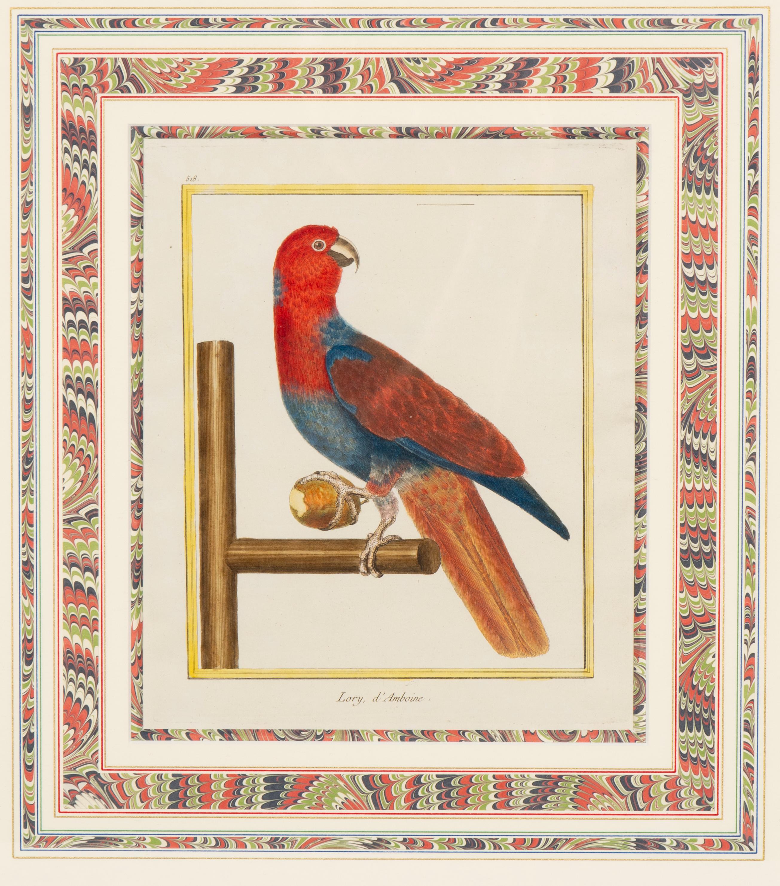 18th Century and Earlier Pair Of Framed Martinet Parrots For Sale