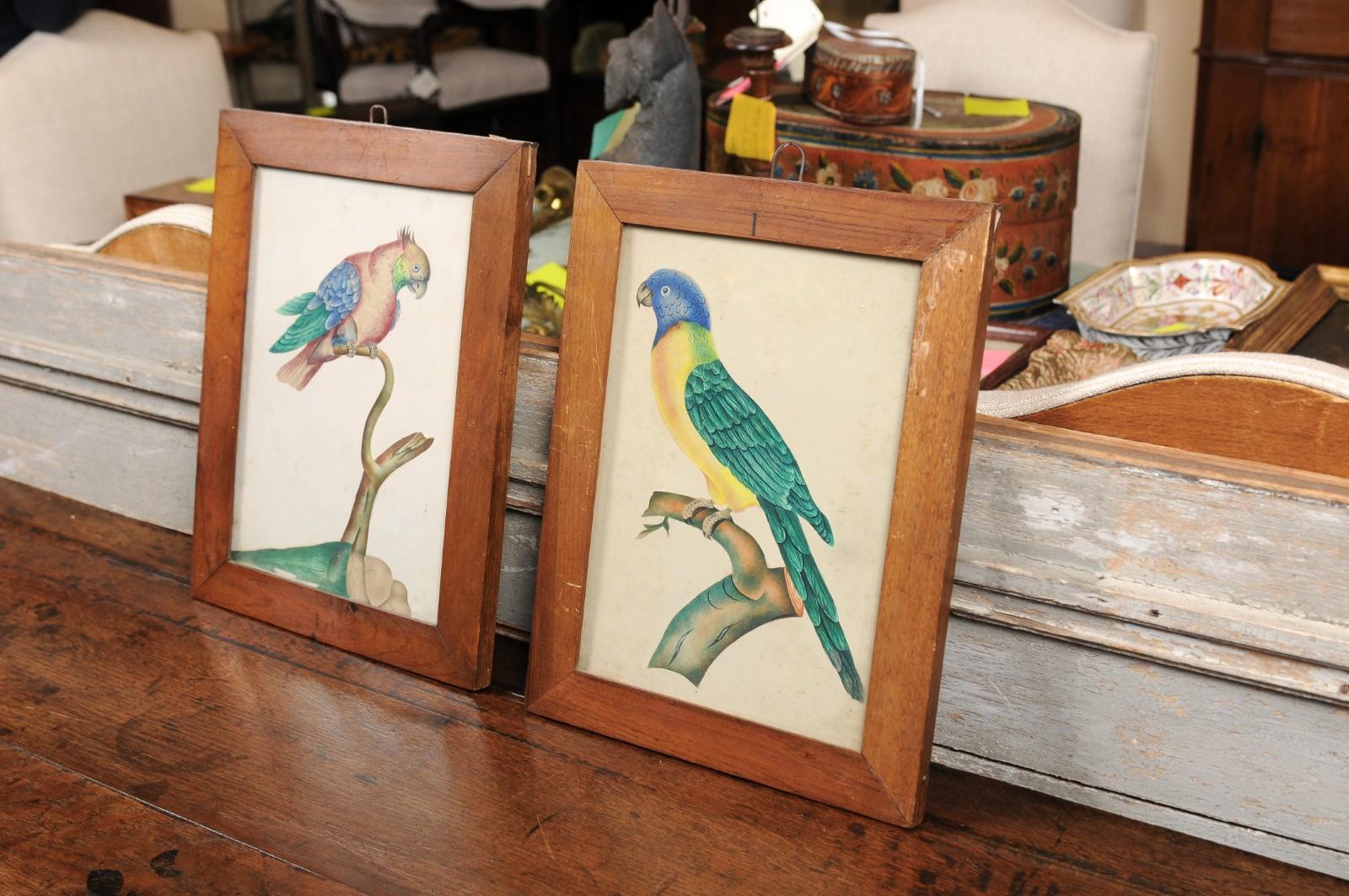 Pair of Framed Water Color Paintings of Tropical Birds, 19th Century 4