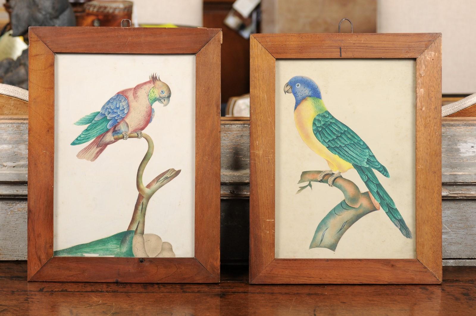A pair of 19th century framed watercolor paintings of tropical birds resting on a branch. 

     