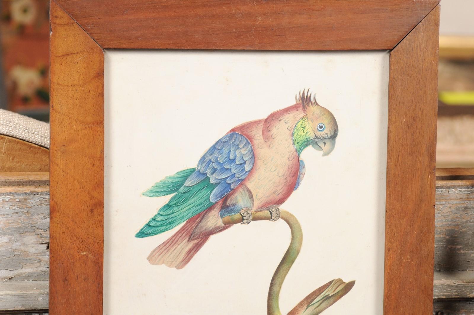 Wood Pair of Framed Water Color Paintings of Tropical Birds, 19th Century