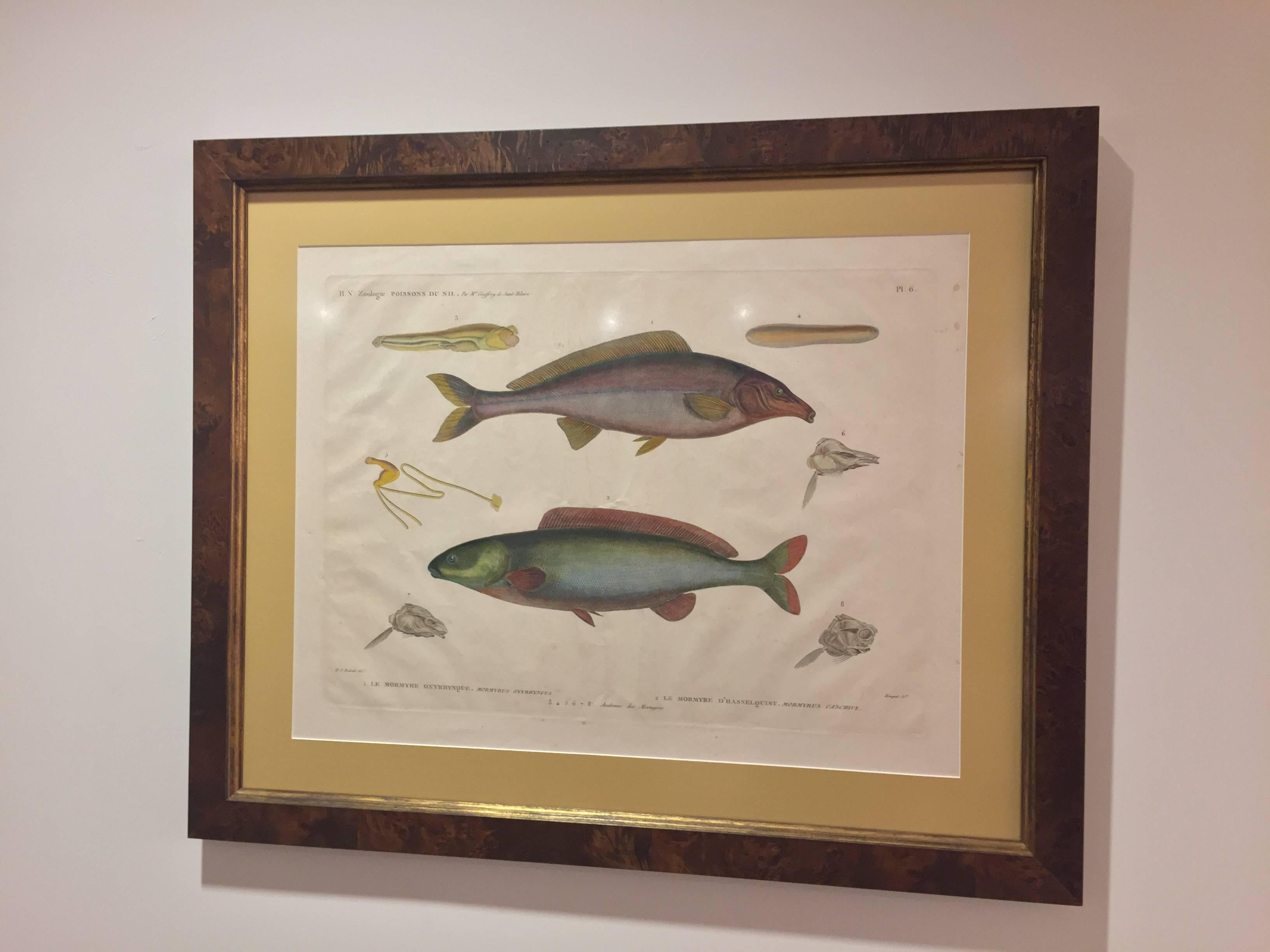 Empire Pair of Framed Zoological Prints, Fish of the Nile For Sale
