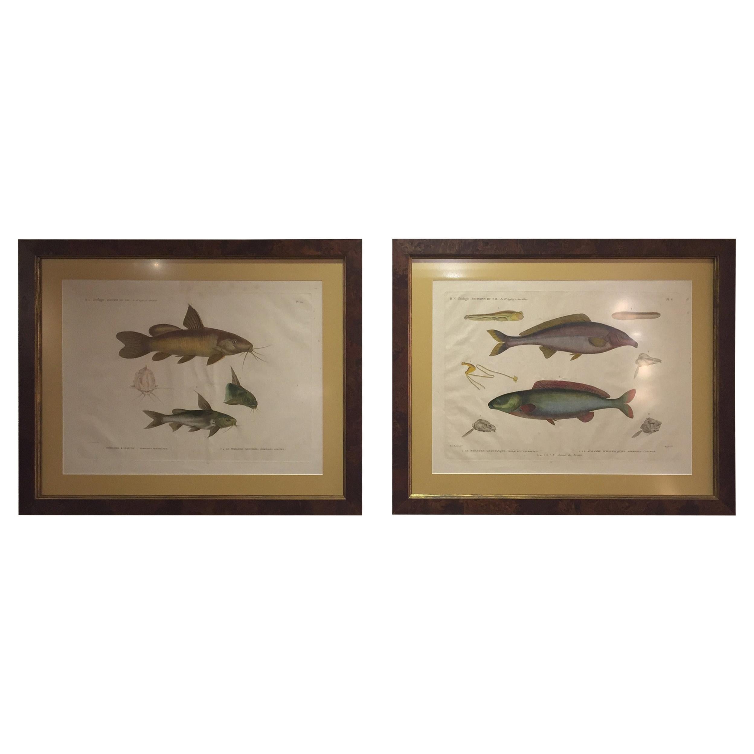 Pair of Framed Zoological Prints, Fish of the Nile For Sale
