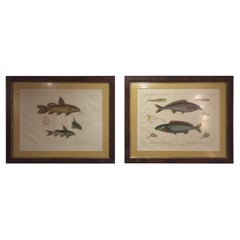 Pair of Framed Zoological Prints, Fish of the Nile