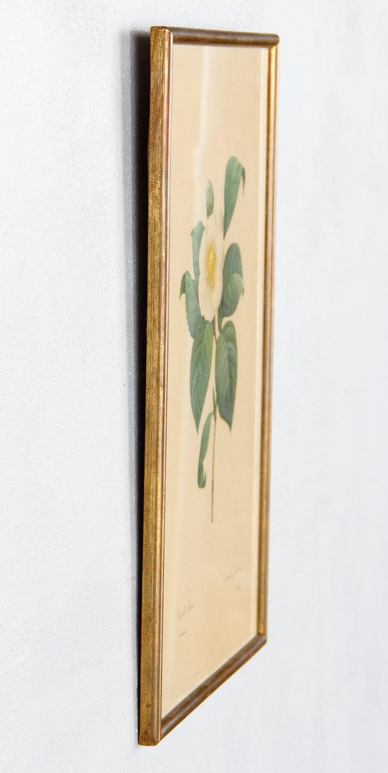 Pair of Frames with Botanical Prints from the Paintings of Redoute, Early 1900s 6