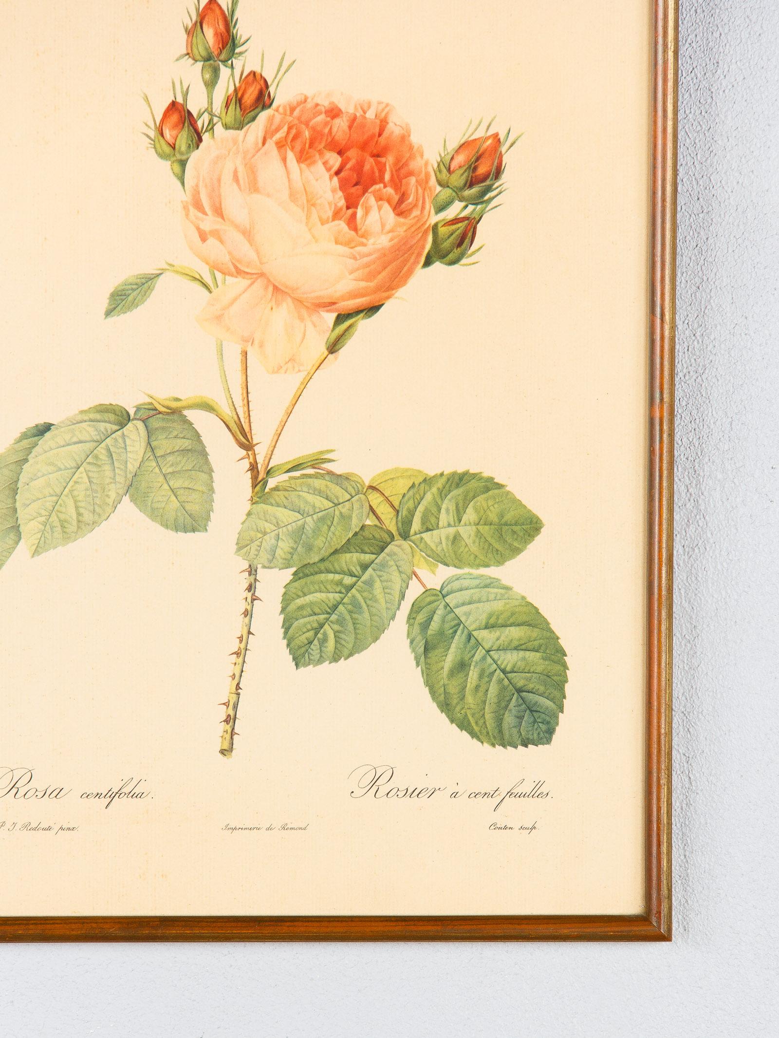 Pair of Frames with Botanical Prints from the Paintings of Redoute, Early 1900s 8