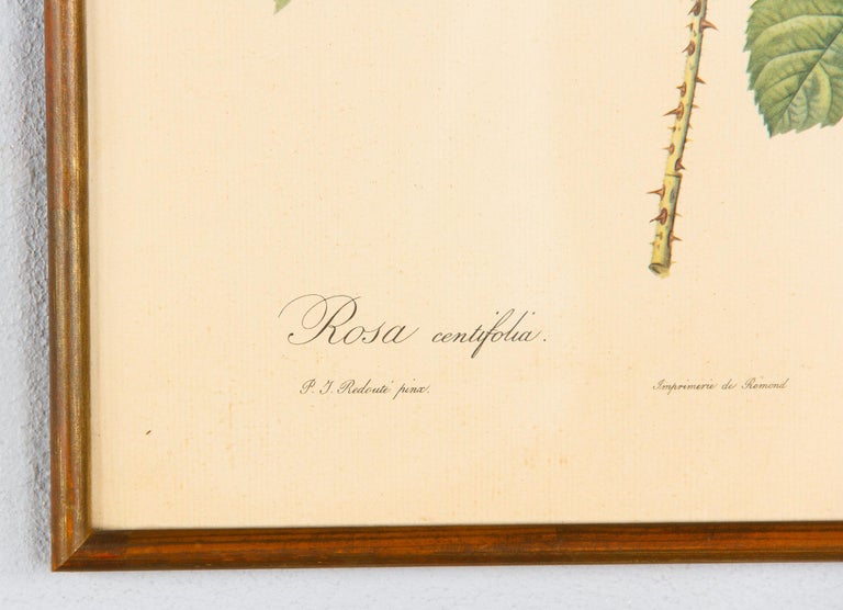 Pair of Frames with Botanical Prints from the Paintings of Redoute, Early 1900s 12