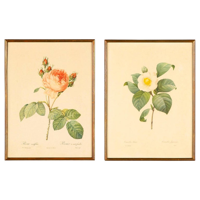Pair of Frames with Botanical Prints from the Paintings of Redoute, Early 1900s