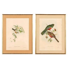 Vintage Pair of Frames with Ornithology Lithograph Prints, England, 1940s